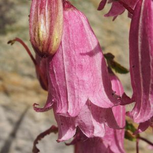 Campanula x punctata ' Elfenblut JP ' – Bild 2