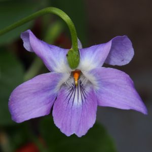Viola odorata Elizabeth Bailes
