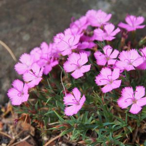 Dianthus Kultivar Eileen Lever