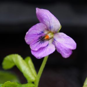 Viola odorata Eliza May Groves