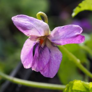 Viola odorata Eliza May Groves – Bild 3