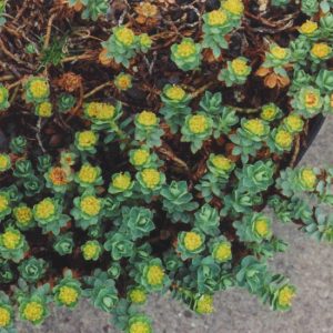 Euphorbia capitulata