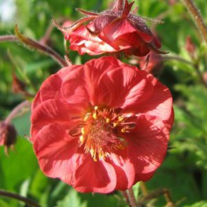 Geum rivale Flames of Passion