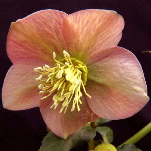 Helleborus x hybridus ' Apricot red Center' – Bild 3