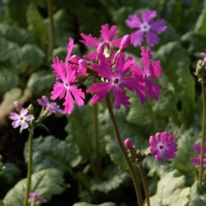 Primula sieboldii Galaxy