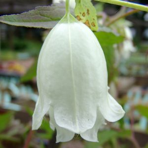 Campanula x punctata ' Geisha JP '