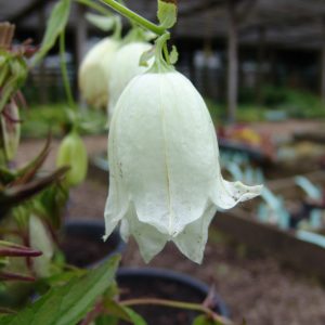 Campanula x punctata ' Geisha JP ' – Bild 3