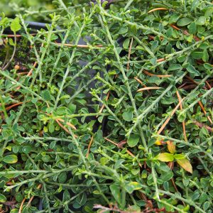 Genister pilosa var. minor – Bild 3