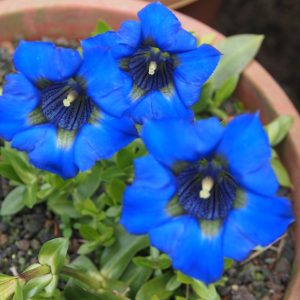 Gentiana acaulis Abendhimmel