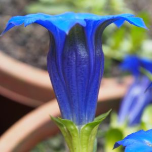 Gentiana acaulis Abendhimmel – Bild 3