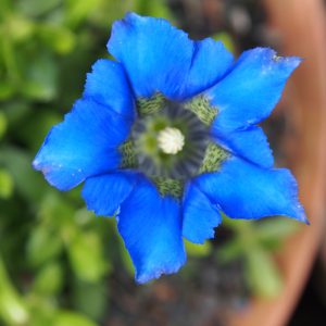 Gentiana acaulis Colestiana