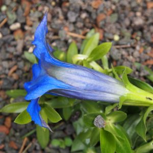 Gentiana acaulis Colestiana – Bild 3