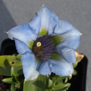 Gentiana acaulis Sternschnuppe