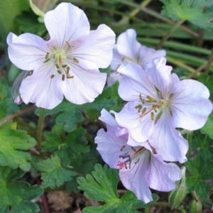 Geranium farreri