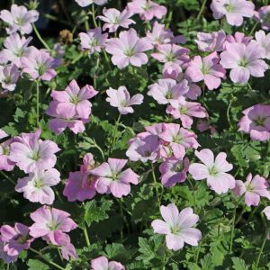 Geranium x culturum Dreamland