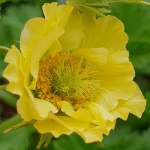 Geum x culturum Cocktail Gimlet
