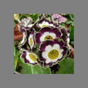 Primula x auricula Grey Bonnet (F)
