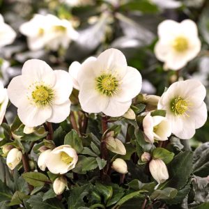 Helleborus x Hybride ' HGC Frosty ' ® – Bild 2