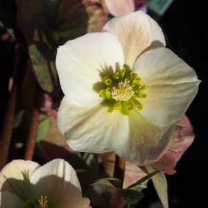 Helleborus x Hybride ' HGC Frosty ' ®