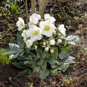 Helleborus x Hybride ' HGC Frosty ' ® – Bild 4