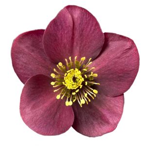 Helleborus x glandorfensis Ice N' Roses ' Amarela ' ® – Bild 3