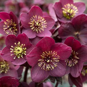 Helleborus x glandorfensis Ice N' Roses ' Amarela ' ®