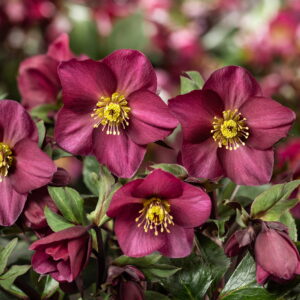 Helleborus x glandorfensis Ice N' Roses ' Red Romance ' ®