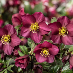 Helleborus x glandorfensis Ice N' Roses ' Red Romance ' ® – Bild 2
