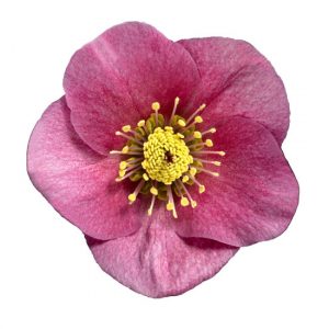 Helleborus x lemperii HGC ® Winter Ballet Lenia – Bild 2
