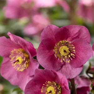 Helleborus x lemperii HGC ® Winter Ballet Lenia