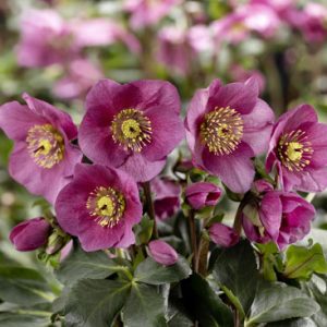 Helleborus x lemperii HGC ® Winter Ballet Lenia – Bild 4