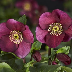 Helleborus x lemperii HGC ® Winter Ballet Leona – Bild 2