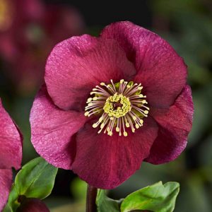 Helleborus x lemperii HGC ® Winter Ballet Leona – Bild 4
