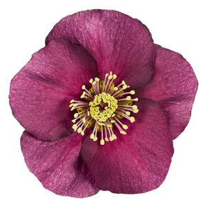 Helleborus x lemperii HGC ® Winter Ballet Leona