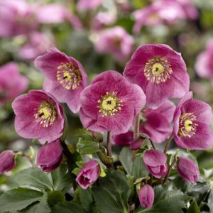 Helleborus x lemperii HGC ® Winter Ballet Liah – Bild 2