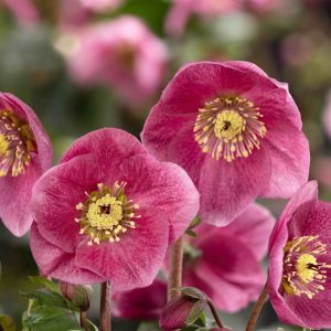 Helleborus x lemperii HGC ® Winter Ballet Liah – Bild 3