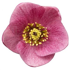 Helleborus x lemperii HGC ® Winter Ballet Liah