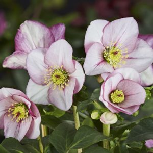 Helleborus x lemperii HGC ® Winter Ballet Liara – Bild 2