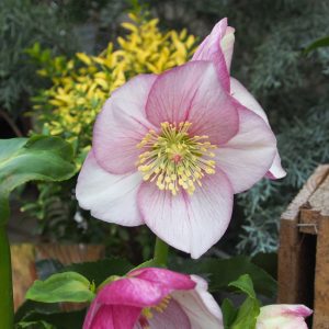 Helleborus x lemperii HGC ® Winter Ballet Liara