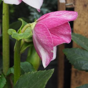Helleborus x lemperii HGC ® Winter Ballet Liara – Bild 5