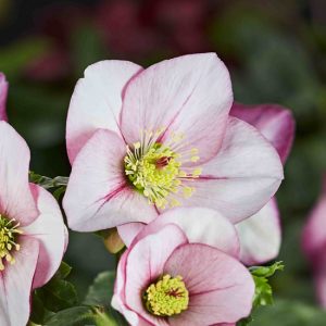 Helleborus x lemperii HGC ® Winter Ballet Liara – Bild 3