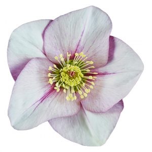 Helleborus x lemperii HGC ® Winter Ballet Liara – Bild 4