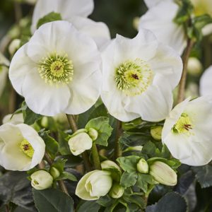 Helleborus x lemperii HGC ® Winter Ballet Linn – Bild 2