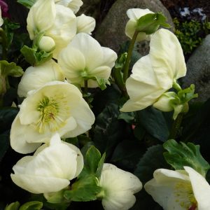 Helleborus x lemperii HGC ® Winter Ballet Linn