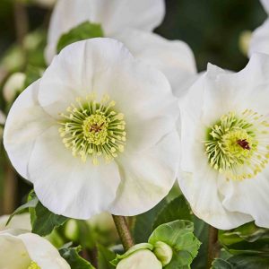 Helleborus x lemperii HGC ® Winter Ballet Linn – Bild 3