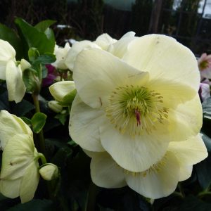 Helleborus x lemperii HGC ® Winter Ballet Linn – Bild 5