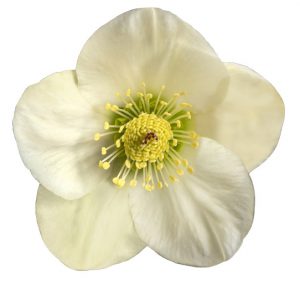 Helleborus x lemperii HGC ® Winter Ballet Linn – Bild 4