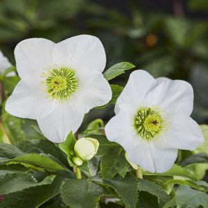 Helleborus x lemperii HGC ® Winter Ballet Lisann – Bild 2