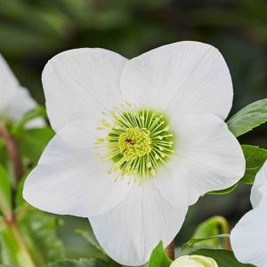 Helleborus x lemperii HGC ® Winter Ballet Lisann – Bild 3