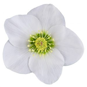 Helleborus x lemperii HGC ® Winter Ballet Lisann